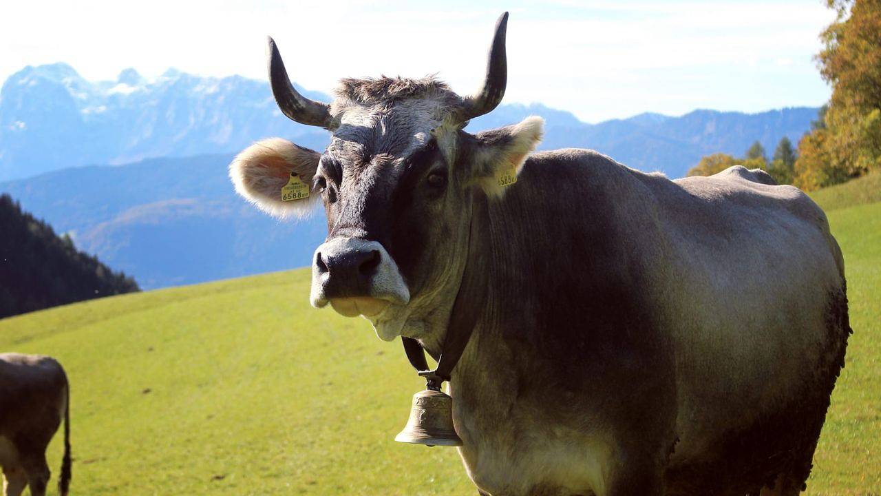 Ferienhaus für 5 Personen (90 m²) in Berchtesgaden in Göllstock, Berchtesgaden