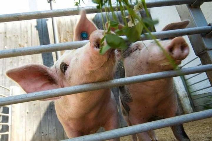 Ferienwohnung für 2 Personen, mit Garten in Schönberg (Bayern) - 2