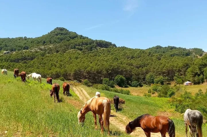 Maison de vacances pour 80 personnes, animaux acceptés - 1
