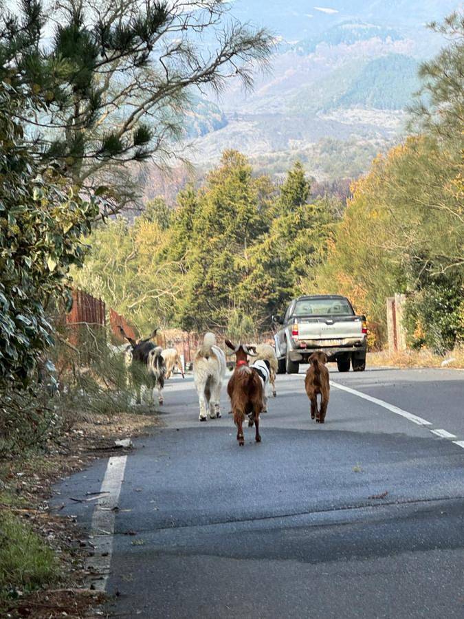 Gîte pour 6 personnes, avec vue et jardin, animaux acceptés à Nicolosi - 3
