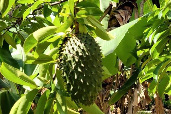 Gîte pour 2 personnes, avec vue et jardin dans Riviere Du Mat - 3