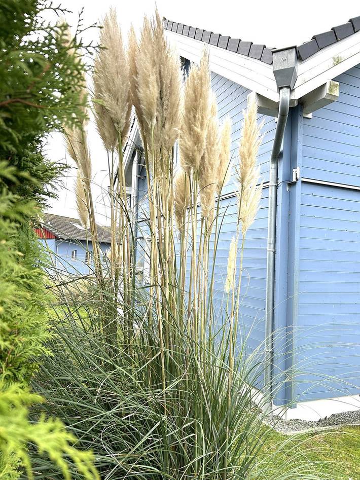 Ferienhaus für 6 Personen, mit Garten und Sauna in Heringsdorf (Oldenburg-Land) - 2