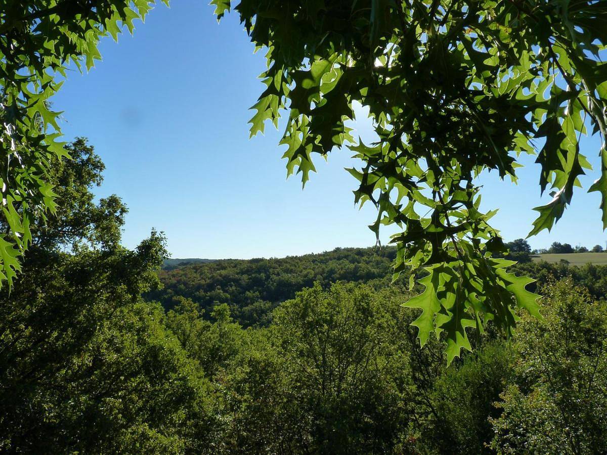 Cabanes hobbit et Figuiers in Salignac-Eyvigues, Périgord Noir