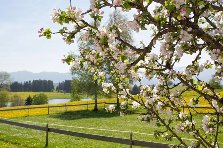 Ferienwohnung für 4 Personen, mit Garten und Ausblick sowie Seeblick in Roßhaupten - 2
