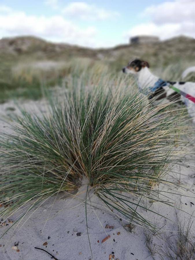 Chambre d’hôte pour 2 personnes, avec jardin, animaux acceptés à Varde - 3
