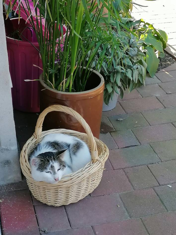 Ferienhaus für 2 Personen, mit Balkon und Garten, kinderfreundlich in Elbe-Weser - 4