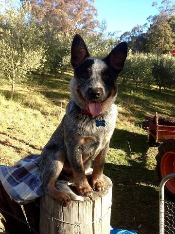 Agriturismo for 11 People in Megalong Valley, Blue Mountains, Photo 4