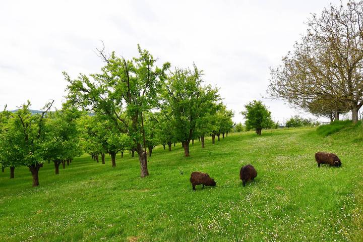 Maison de vacances pour 5 personnes, animaux acceptés dans le Lot-et-Garonne - 4