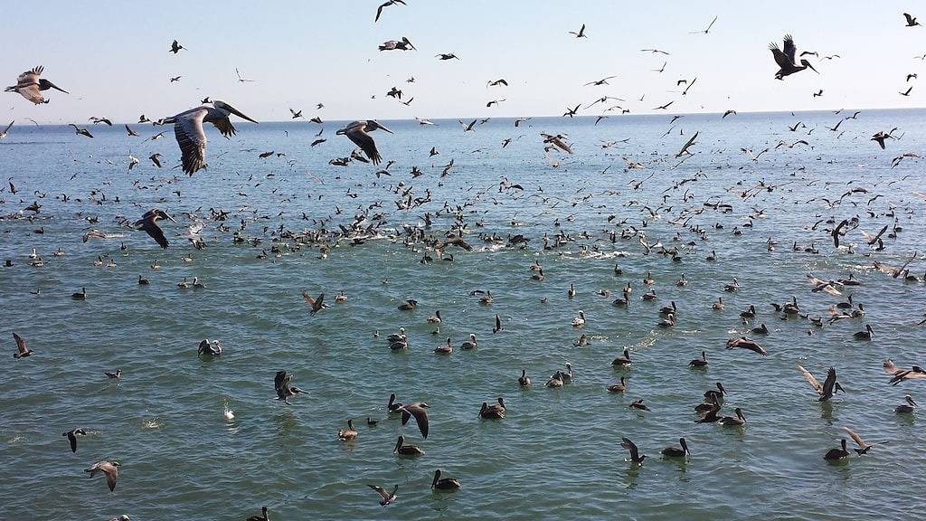Ganze Wohnung, Capitola Venetian - Perfekt für Gruppen und Familien - Gasgrill - 2 Whirlpools in Capitola, Santa Cruz County
