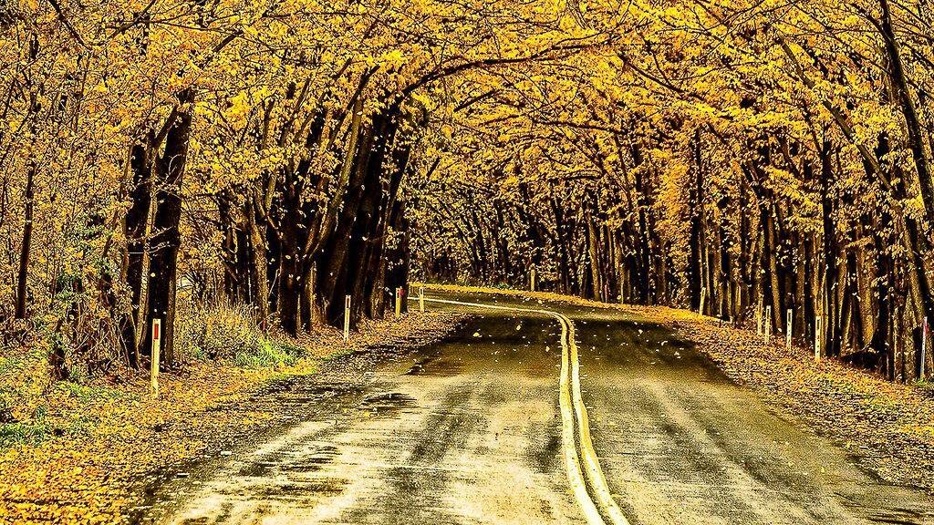 Ganze Wohnung, Stilvoll renoviertes historisches Apartment in einer ruhigen, von Bäumen gesäumten Straße in der Nähe des Geschäftsviertels in Bathurst, New South Wales