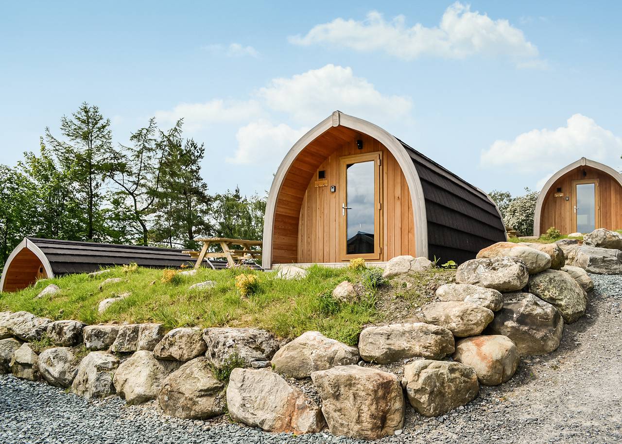 Holly Tree in Distrito de los Lagos