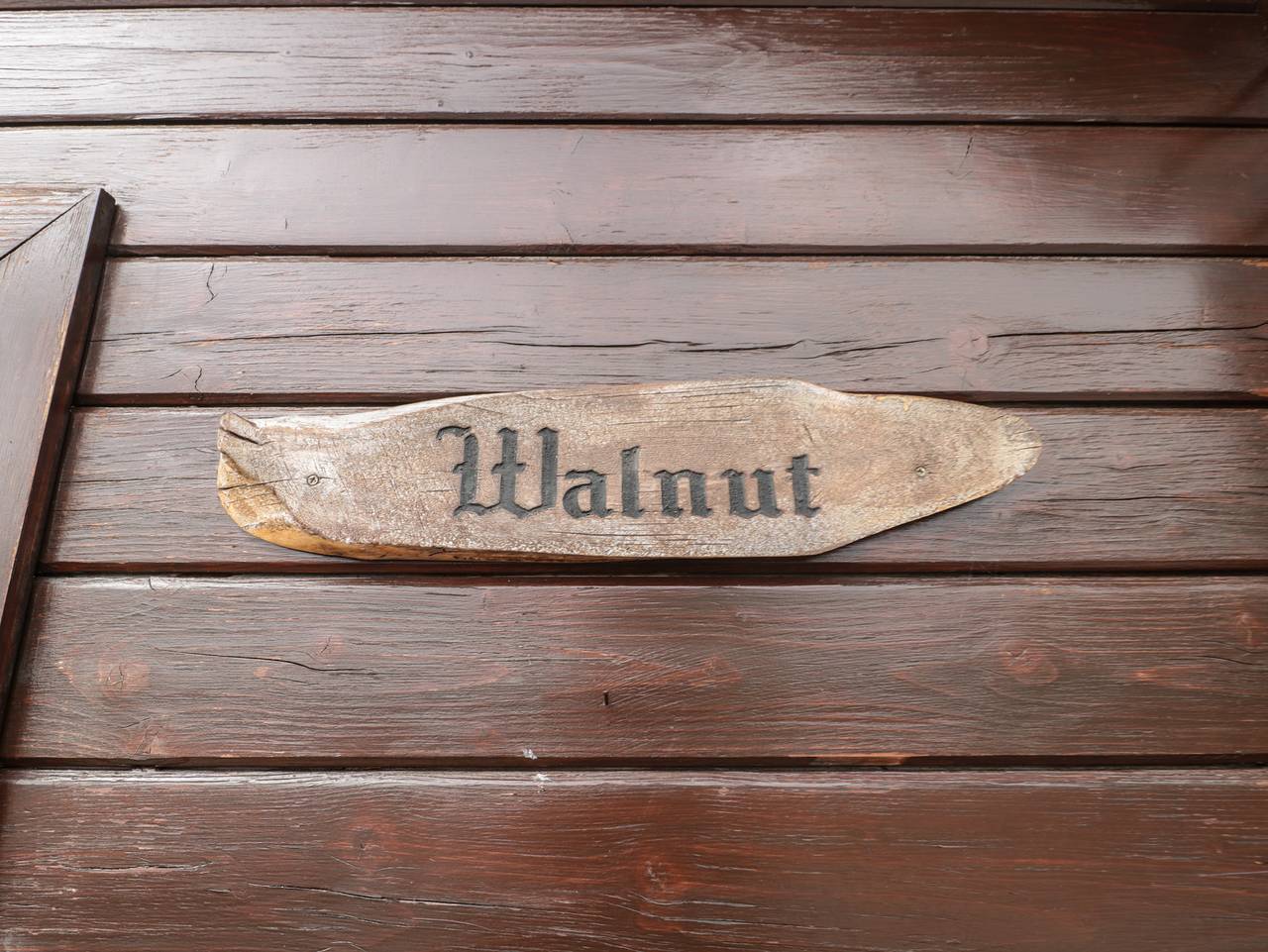 Walnut in Swanage, Dorset
