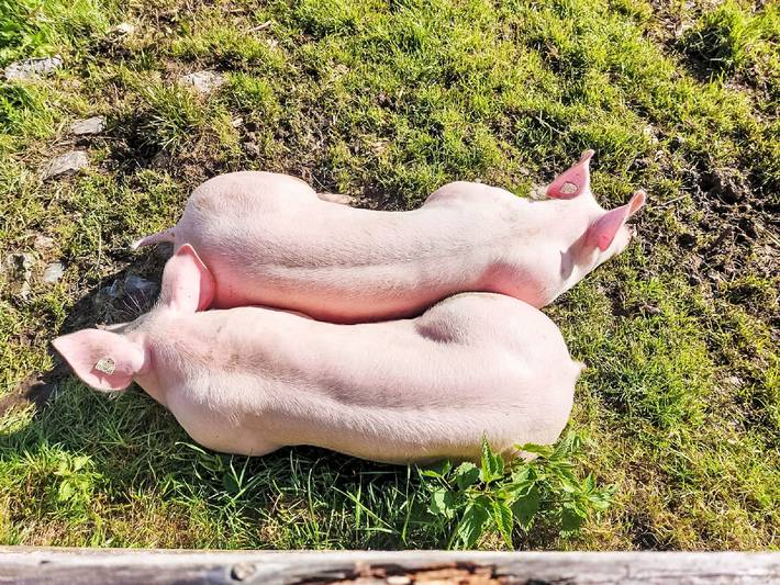 Ferienwohnung für 10 Personen, mit Terrasse und Garten sowie Seeblick in Zell am See - 2