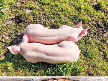 Lägenhet för 10 Personer i Zell am See, Bundesland Salzburg, Bild 1