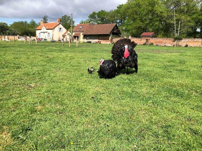 Gîte pour 4 personnes, avec vue ainsi que jardin et terrasse à Jouy-le-Potier - 2