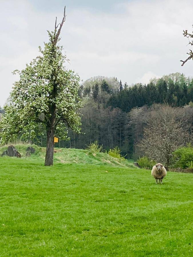 Ferienwohnung für 3 Personen, mit Ausblick und Garten, kinderfreundlich in Aachen - 3