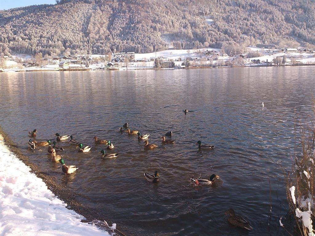 Geheel vakantieappartement, Appartement, toilet en bad/douche gescheiden, balkon in Steindorf am Ossiacher See, Gerlitzen