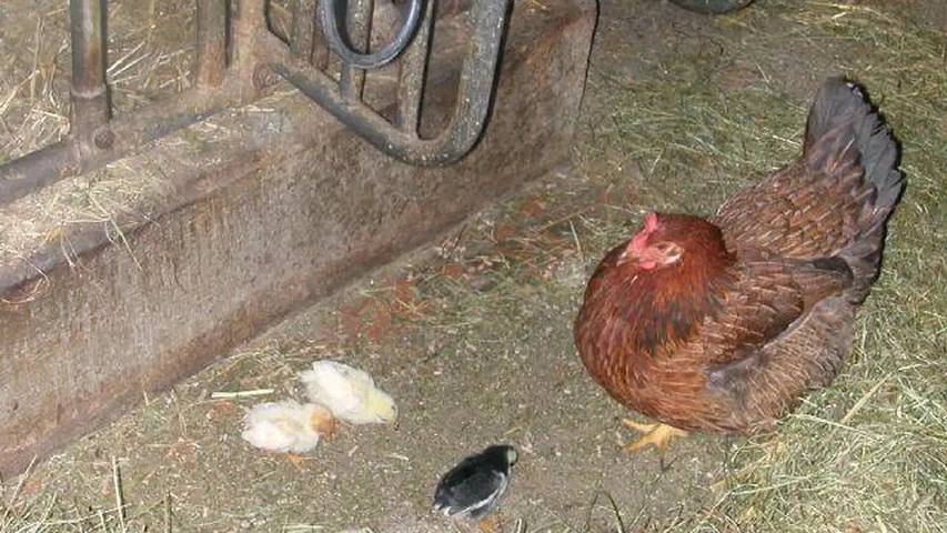 Bauernhof für 5 Personen, mit Garten, mit Haustier in der Steiermark - 4