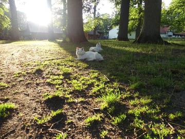 Bauernhof für 4 Personen in Südheide, Naturpark Südheide, Bild 4