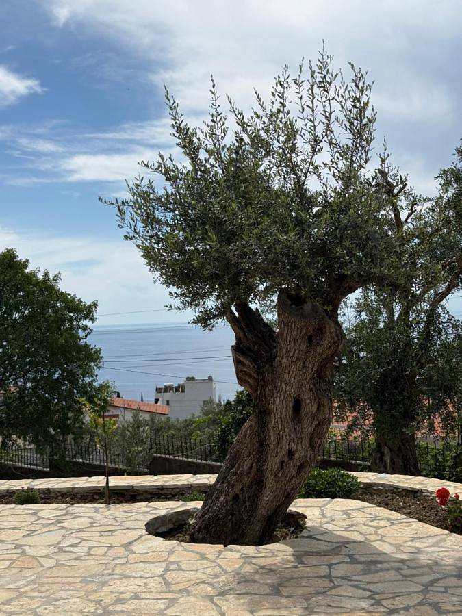 Maison d’hôte pour 3 personnes, avec jardin et vue dans Dhërmi - 4