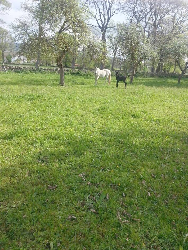 Casa rural para 12 personas, con jardín y vistas, Se admiten mascotas en Las Merindades - 2