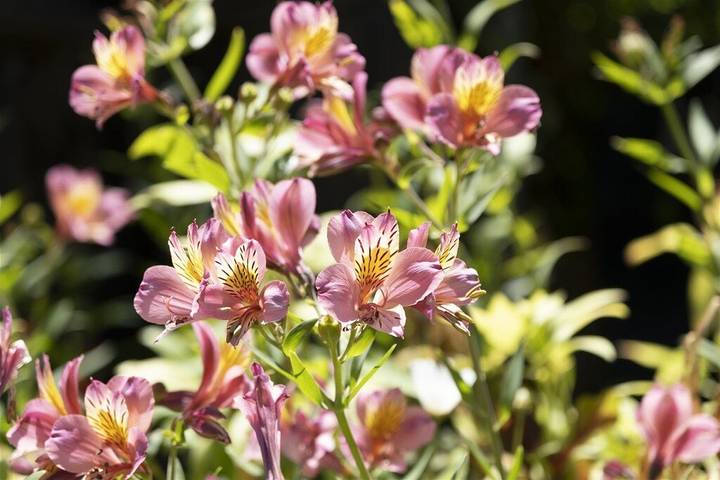 Vacation rental for 4 people, with terrace in Mendocino County