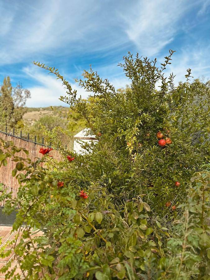 Casa rural para 8 personas, con jardín y vistas, Se admiten mascotas en Zahara de la Sierra - 3
