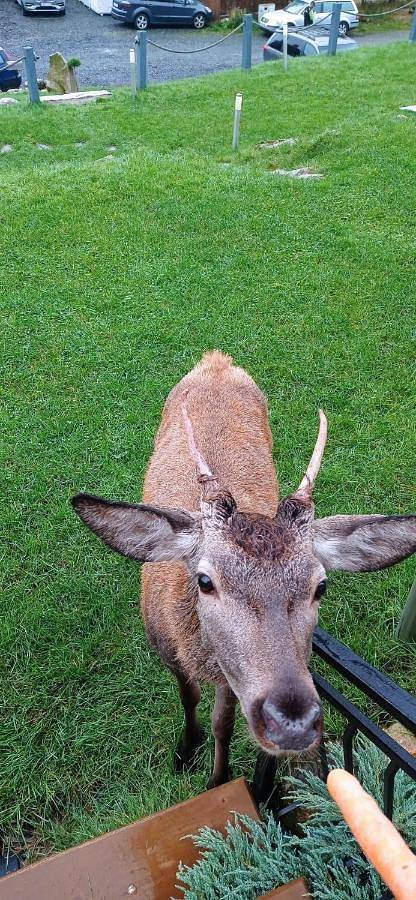 Domki Na Skale z widokiem na panoramę Karkonoszy in Szklarska Poręba, Sudety (Polska)