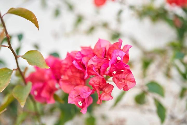 Chalet para 10 personas, con piscina además de terraza y jardín en Cabo de Gata - 3