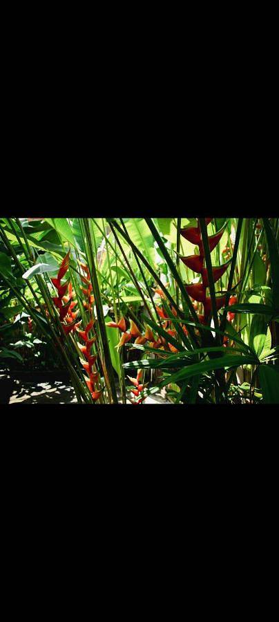 Gîte pour 2 personnes, avec jardin dans Ilha de Boipeba - 2