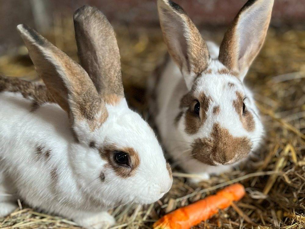 Ganze Ferienwohnung, Ekenhoff - An´t Meipad in Moorweg, Nordseeküste
