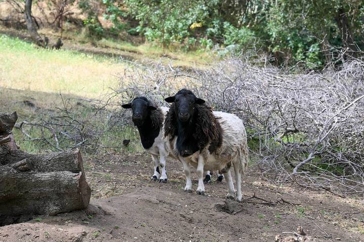 Ferienhaus für 6 Personen, mit Garten - 1