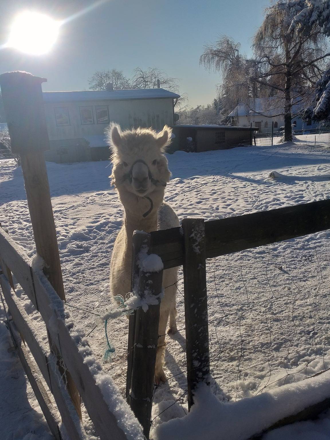 Ganze Ferienwohnung, Ferienwohnung Sonnenschein mit kleinem Bauernhof in Friedrichsbrunn, Thale