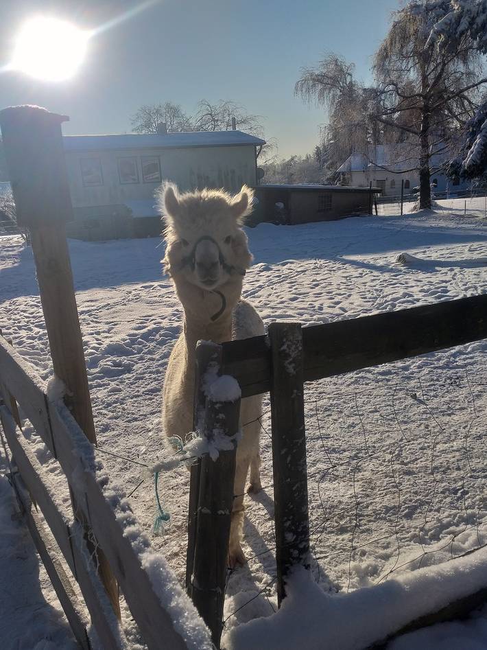 Ferienwohnung für 4 Personen, mit Terrasse und Garten in Friedrichsbrunn - 4