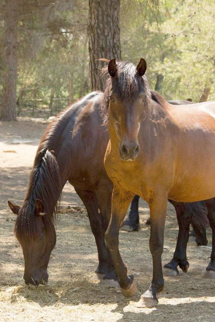 Hôtel pour 2 personnes, avec sauna et jacuzzi ainsi que piscine et jardin à Aubais - 2