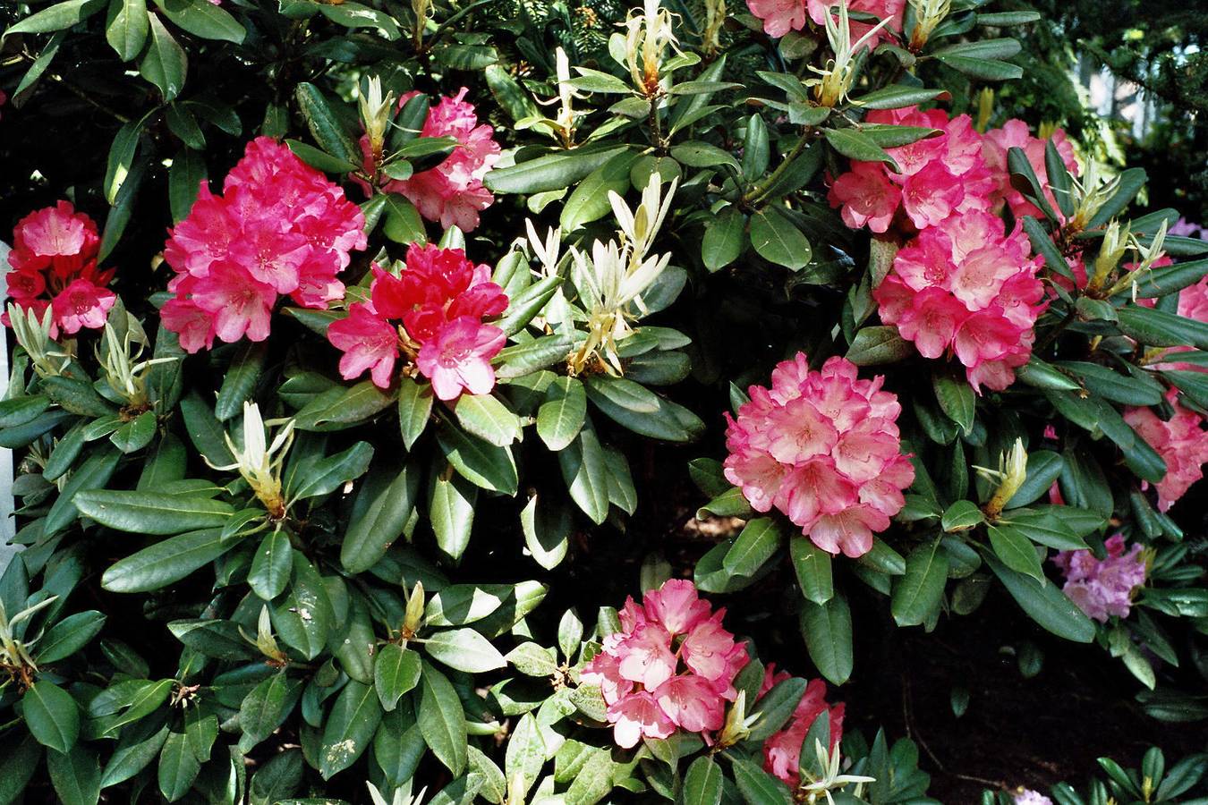 Ganze Ferienwohnung, Appartementhaus Dr. Domberg Wohnung 1 in Bad Zwischenahn, Ammerland