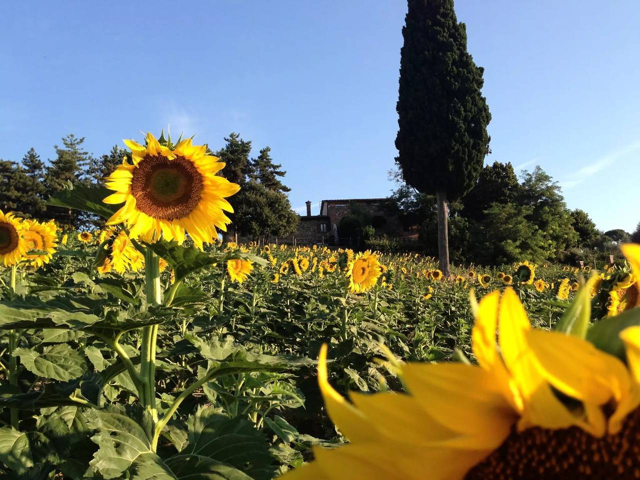 Apartamento entero, 5 estancias 4 Personas in Chiusi, Chianti