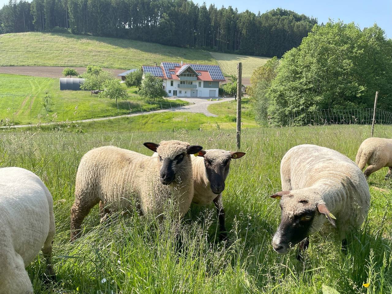 Ganze Ferienwohnung, Bodensee Apartment Neukirch Goppertsweiler  "Hase" in Neukirch, Region Bodensee-Oberschwaben