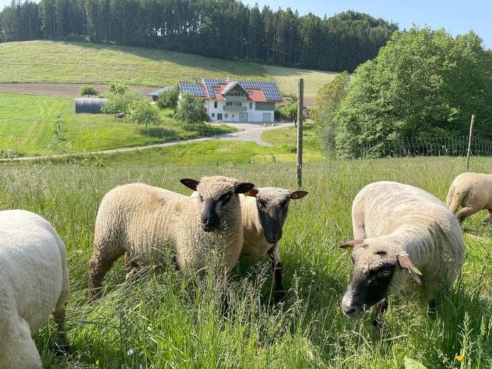 Ganze Ferienwohnung, Bodensee Apartment Neukirch Goppertsweiler  "Hase" in Neukirch, Region Bodensee-Oberschwaben