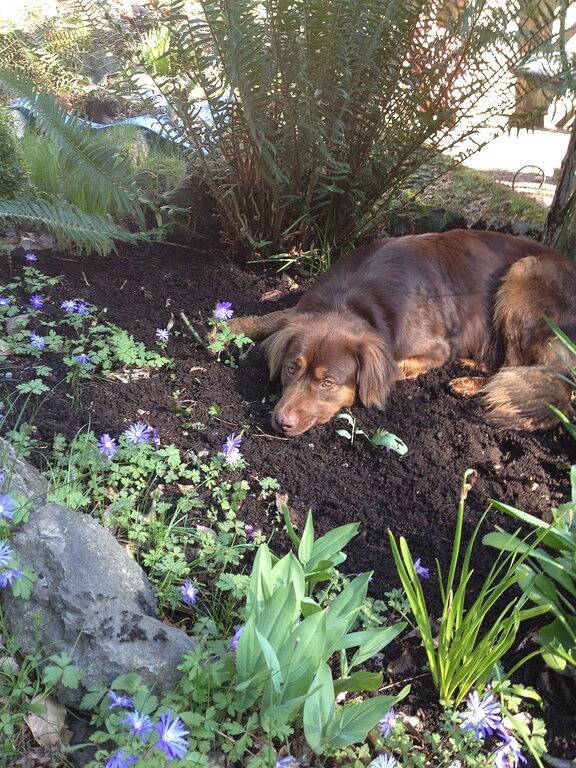 Cottage-in-the-Barn auf Libellenfarm in Orcas Island