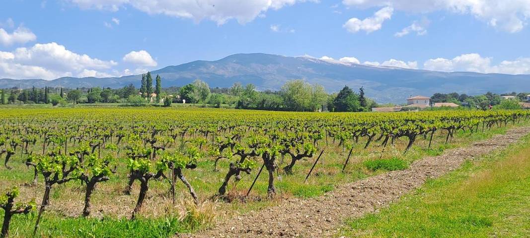Chambre d’hôte pour 2 personnes, avec jardin et terrasse dans Parc naturel régional du Mont-Ventoux - 4