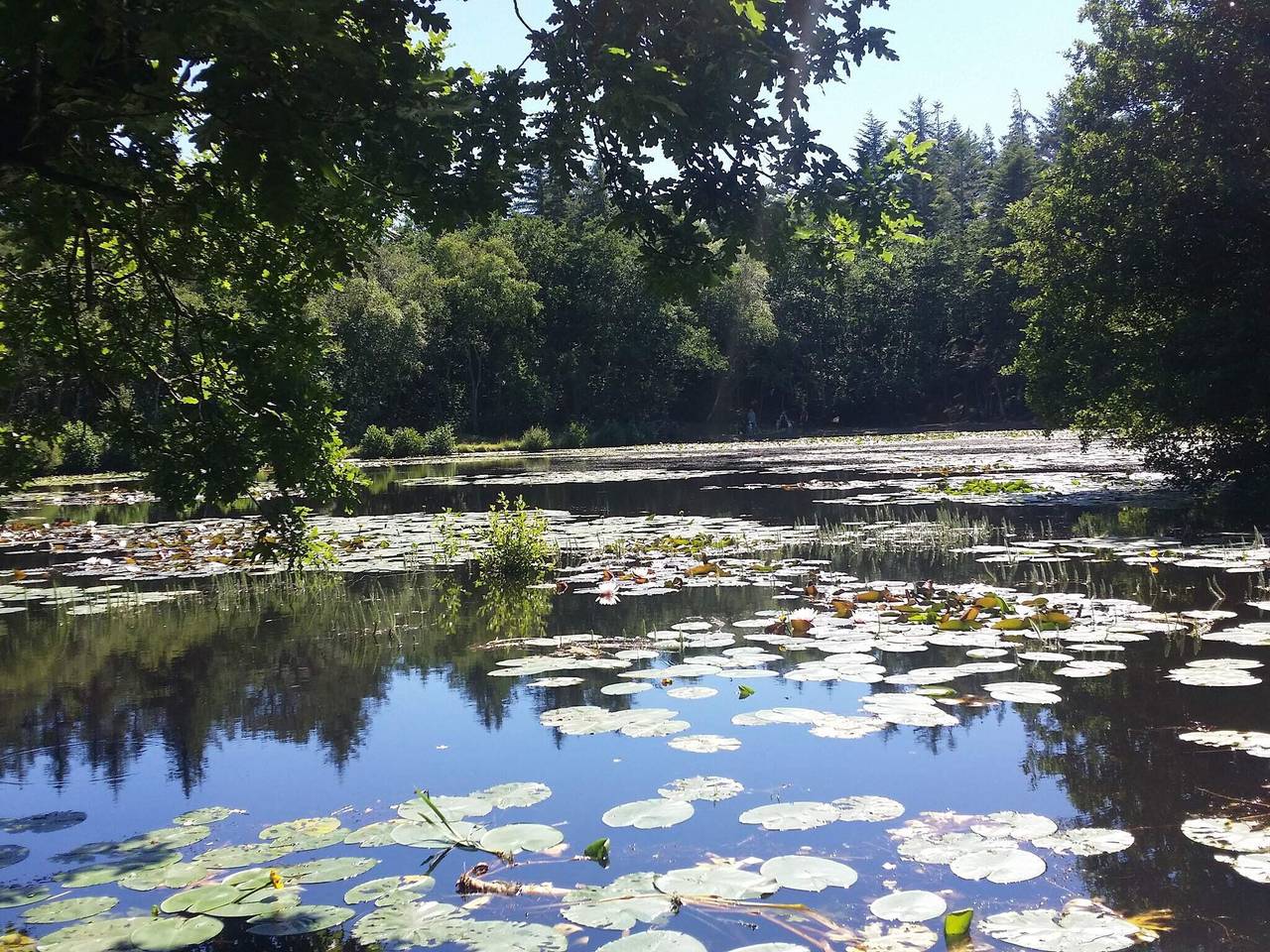 Verstecktes Strandrefugium in Skagen, Nordostjütland