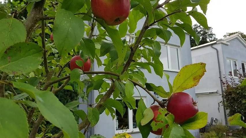 Ferienwohnung für 2 Personen, mit Sauna und Garten, mit Haustier in Kreis Herzogtum Lauenburg - 4