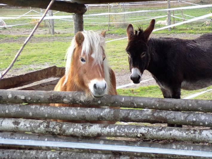 Chambre d’hôte pour 2 personnes, avec jardin et vue, animaux acceptés à Vernoil-le-Fourrier