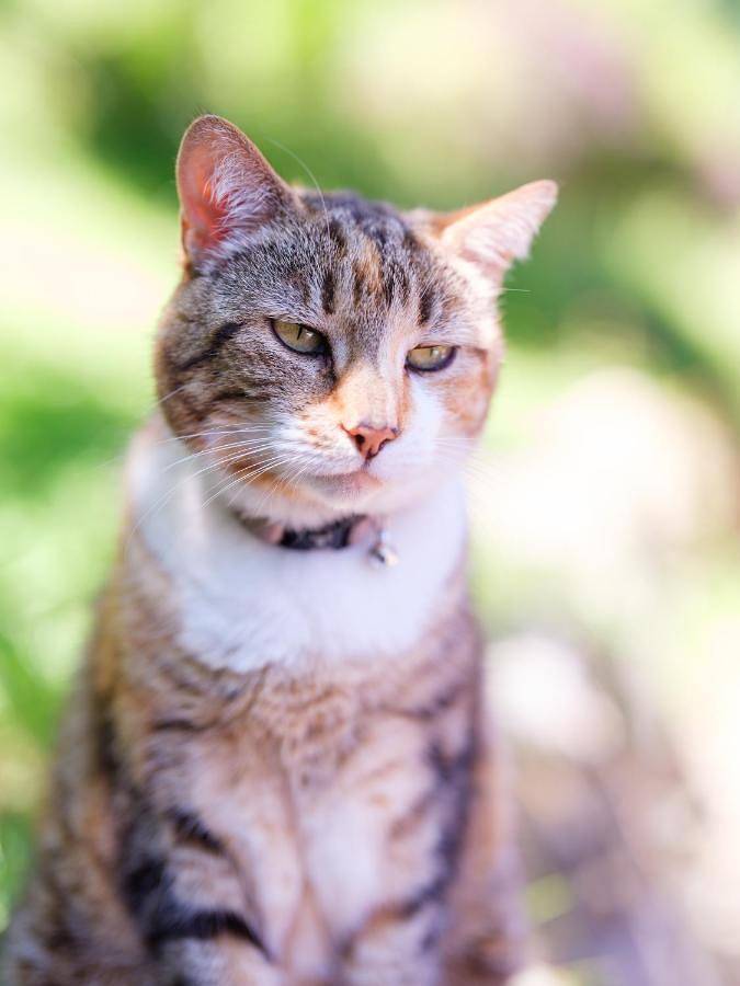 Gîte pour 2 personnes, avec jacuzzi et jardin à La Côte-d'Arbroz - 3