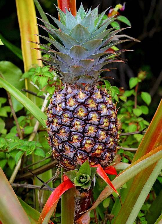 Abgeschiedener Gartenbungalow im Dschungel in Hawaiian Paradise Park, East Puna