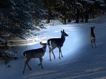 Lodge for 4 Guests in Quebec, Canada, Picture 1
