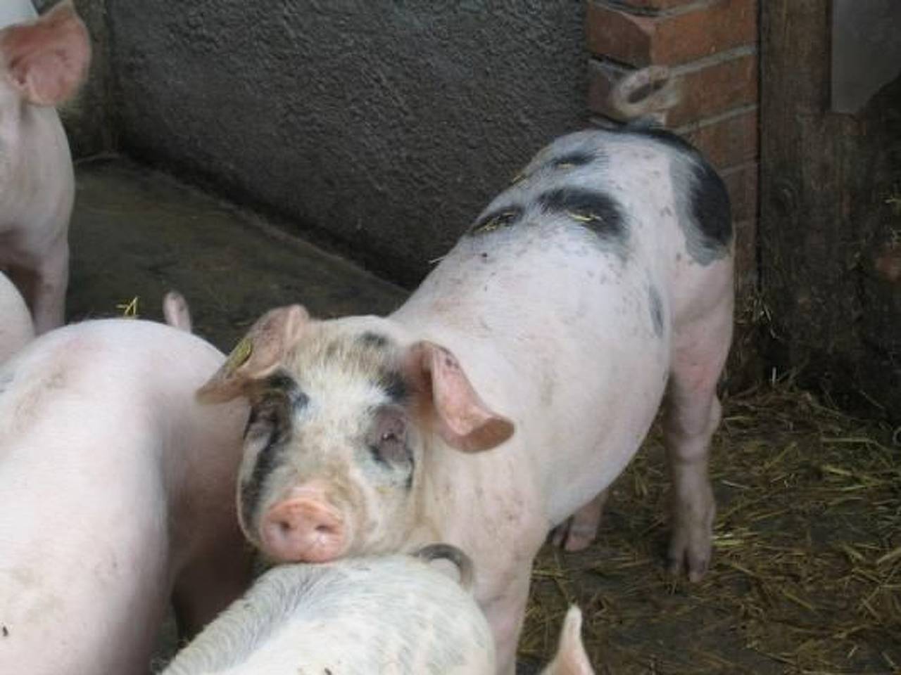Ganze Wohnung, Biobauernhof Balm in Marbach, Kanton Luzern