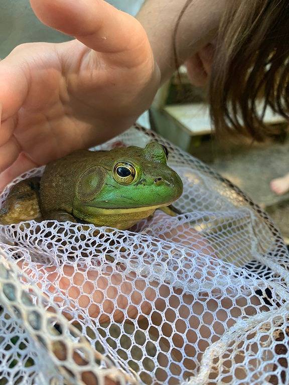 4bd/3b -Tranquil Lakefront rental neighboring Lake Winnipesaukee & Squam in Moultonborough, Squam Lake