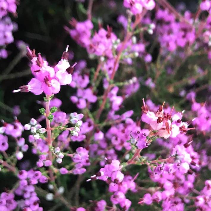 Tente pour 2 personnes, avec terrasse et sauna ainsi que vue et jardin, animaux acceptés dans Portugal du Nord - 4